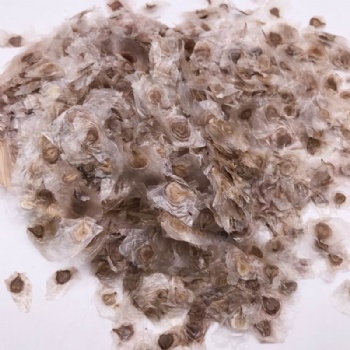 Yellow Tabebuia Seed