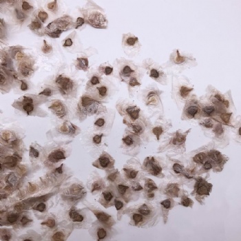 Yellow Tabebuia Seed