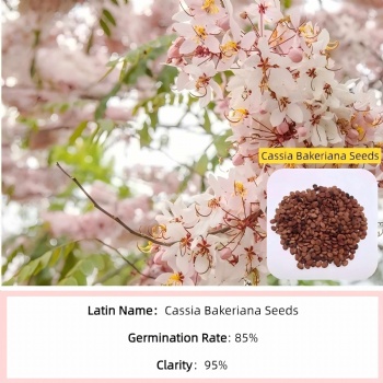 Cassia Bakeriana Seeds