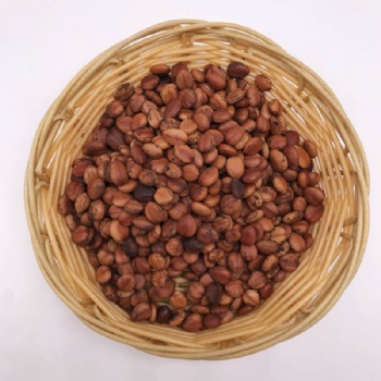 Cassia Bakeriana Seeds