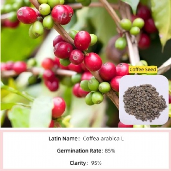 Coffee Seed